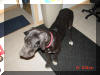 Daphne is a Black Great Dane Daphne Black Great Dane Breeder Marshfield, Missouri 65706 U.S.A.